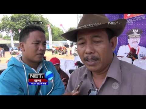 Kemeriahan Festival Sapi Sonok Terbaik di Pulau Madura - NET24