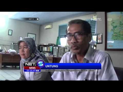 Penyerahan Satwa Liar Terancam Punah Meningkat - NET5