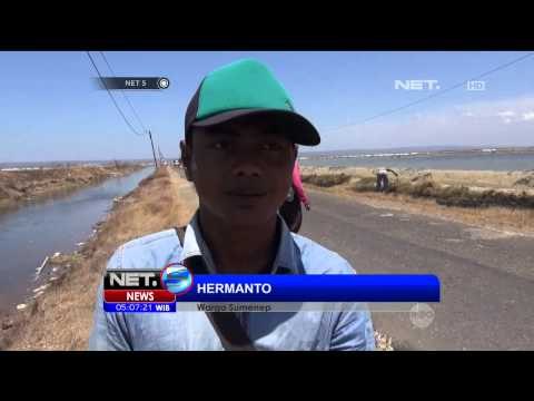 Migrasi Burung Camar Hitam - NET5