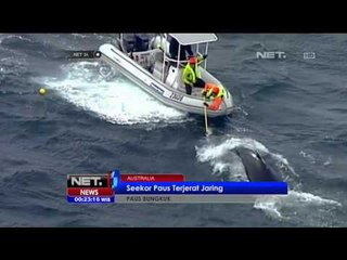 Seekor Paus Bungkuk Terjerat Jaring di Australia - NET 24