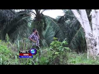 Gajah Liar Mati Tersengat Listrik - NET 5