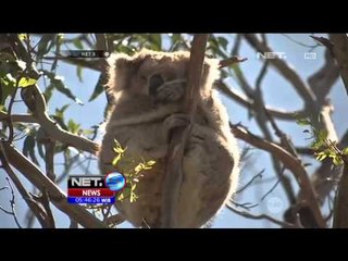 Koala di Australia Terpaksa Dipindah, Hindari Over Populasi - NET5
