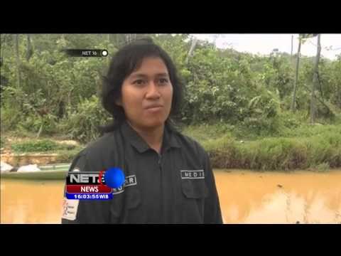 Kabut Asap, Ratusan Orang Utan di Kaltim Dievakuasi - NET16