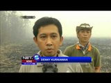 Dampak Kabut Asap Terhadap Konservasi Orang Utan di Nyaru Menteng - NET5