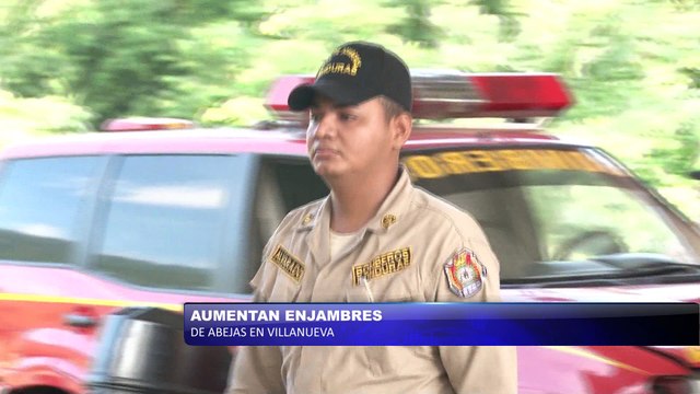 Aumentan enjambres de abejas en Villanueva