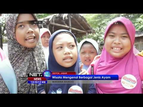 Wahana Edukasi, Wisata Mengenal Berbagai Jenis Ayam - NET12