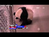 Kelahiran Bayi Kembar Panda di Kanada - NET24