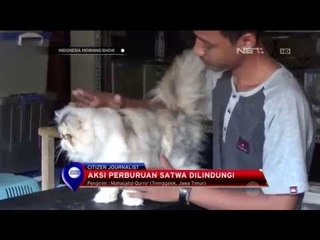 Aksi Perburuan dan Pembantaian Satwa Ramai Diperbincangkan di Media Sosial - IMS