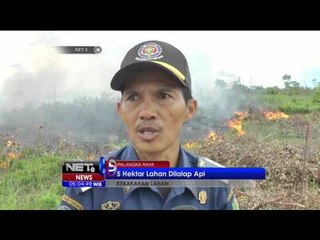 5 Hektar Lahan di Palangkaraya di Lalap Api - NET5