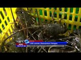 Penyelundupan Lebih dari 1000 Lobster - NET24
