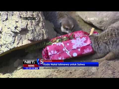 Kado Natal Istimewa untuk Satwa - NET5