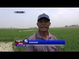 Kemarau Panjang, Ratusan Hektar Lahan Sayur Gagal Panen - NET 5