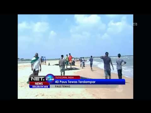 Puluhan Paus Tewas Terdampar di Pantai India - NET24