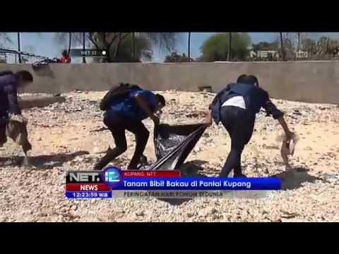 Tanam Bibit Bakau di Pantai Kupang, Peringatan Hari Pohon Sedunia - NET12