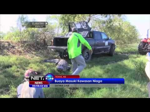 Buaya Raksasa Berkeliaran di Texas, Amerika Serikat - NET24
