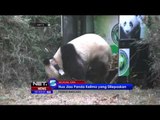 Panda yang Telah Ikuti Pelatihan Adaptasi Hutan Akan Dilepas Liarkan - NET5