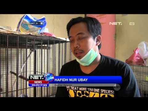 3 Kondisi Bayi Orang Hutan Korban Selundupkan Membaik - NET24