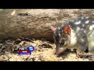 Populasi Quolls di Australia di Ambang Kepunahan - NET5