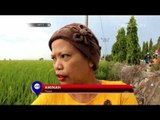 Curah Hujan dan Angin Kencang Rusak Tanaman Padi di Sidrap - NET5