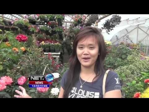 Jelang Hari Valentine, Omzet Pedagang Bunga Meningkat - NET12