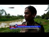 Petugas Tebar Jala Guna Evakuasi Buaya - NET24
