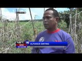 Lahan Pertanian di Gunung Sinabung Terancam Gagal Panen - NET16