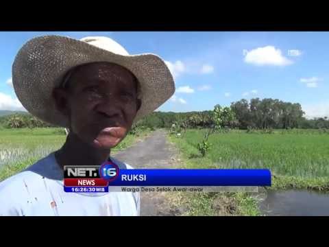 Sempat Rusak, Kondisi Desa Selok Awar Awar Sudah Membaik - NET16