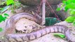 Amazing Clever Boy Trap Big Snake Using Primitive Snake Trap