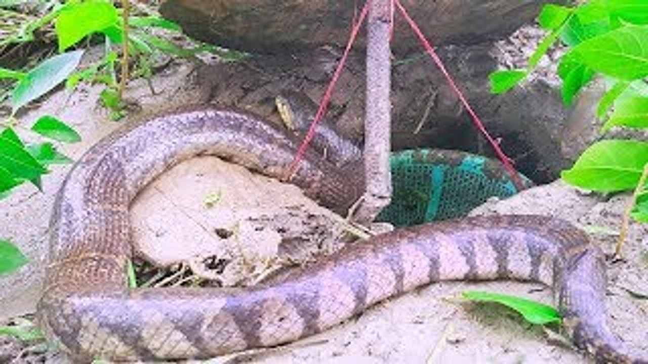 Amazing Clever Boy Trap Big Snake Using Primitive Snake Trap