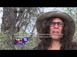 Gajah Sering Merusak Pohon Marula NET5