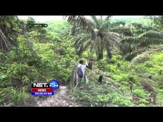 Kawanan Rusa Berkeliaran di Permukiman Warga dan Makan Sampah - NET24