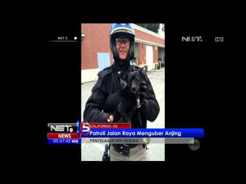Patroli Jalan Raya Menguber Anjing - NET5