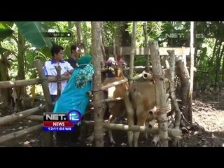 Kabupaten Pinrang, Sulawesi Selatan Darurat Penyebaran Antraks - NET12