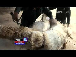 Industri Bulu Alpaka Makin Berkembang di Peru - NET12