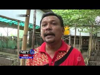 Pemprov D.I. Yogyakarta Siaga Cegah Flu Burung - NET 24