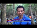 Dua Ekor Lumba Lumba Terdampar di Kawasan Wisata Hutan Mangrove - NET12