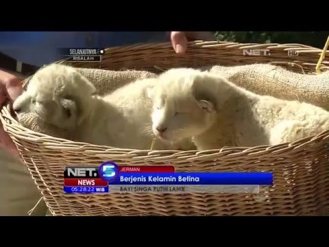 Bayi Singa Putih Lahir Berjenis Kelamin Betina - NET5