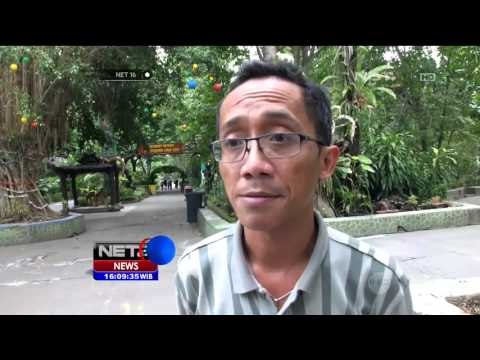 Pakan Hewan Harimau di Korupsi, Harimau Kekurangan Bobot - NET16