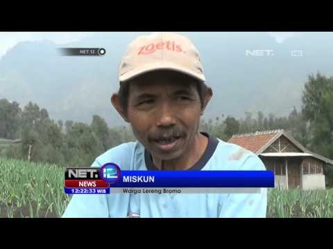 Aktivitas Gunung Bromo Meningkat, Petani di Lereng Bromo Resah - NET12