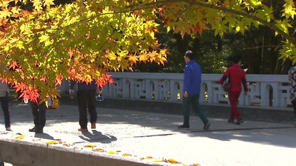 단풍으로 물드는 속리산...다음 주 절정 / YTN