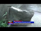 Seekor Gajah Liar Ditemukan Mati di Pedalaman Aceh Timur - NET24