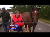 Insiden Dramatis Evakuasi Kuda Ditengah Kepungan Banjir Bandang - NET12