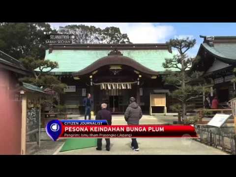 Pesona Keindahan Bunga Plum Di Jepang - NET12