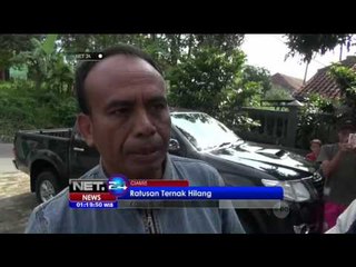 Download Video: Seekor Macan Tutul di Ciamis Ditangkap Warga - NET24