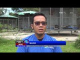 Kondisi Orang Utan Hasil Siataan Petugas di Kalimantan Tengah Kian Mebaik  - NET24