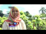 Peluang Usaha Budidaya Bonsai di Palembang - NET12