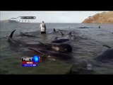 Puluhan Paus Mati Terdampar di Teluk California - NET5