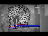 Pengunjung Saksikan Proses Kelahiran Bayi Macan Tutul - NET12