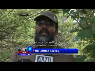 Bayi Gajah Jagai Bangkai Induknya - NET5