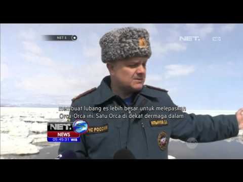 Penyelamatan Seekor Paus Orka di Perairan Sakhalin Rusia - NET5